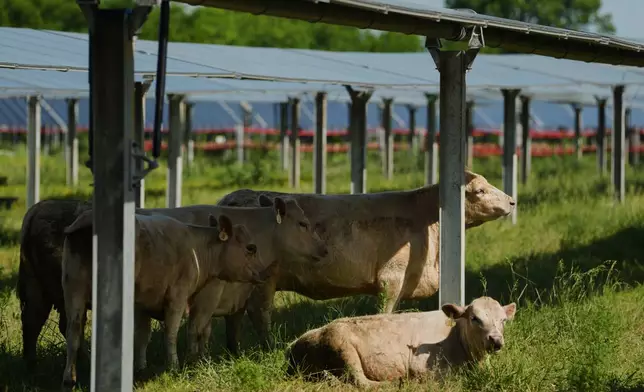 A cow, back right, scratches on a support beam of a solar panel Tuesday, April 28, 2026, at a farm in Christiana, Tenn. (AP Photo/Joshua A. Bickel)