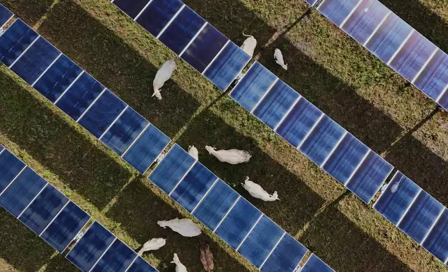 Cattle graze under solar panels Tuesday, April 28, 2026, at a farm in Christiana, Tenn. (AP Photo/Joshua A. Bickel)
