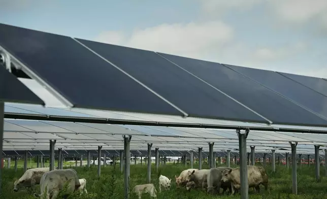 Cattle graze under solar panels Tuesday, April 28, 2026, at a farm in Christiana, Tenn. (AP Photo/Joshua A. Bickel)