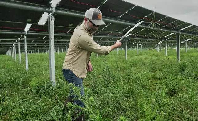Loran Shallenberger, vice president of regenerative energy and agrivoltaics at Silicon Ranch, clears weeds out from under solar panels Tuesday, April 28, 2026, at a farm in Christiana, Tenn. (AP Photo/Joshua A. Bickel)