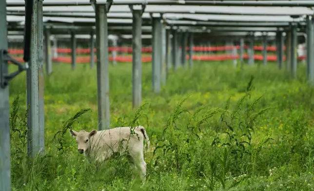 A calf stands under solar panels Tuesday, April 28, 2026, in Christiana, Tenn. (AP Photo/Joshua A. Bickel)