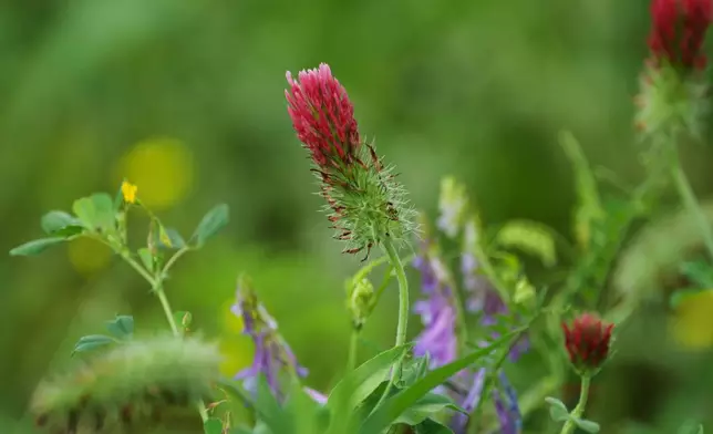 Crimson Clover grows in a field under solar panels Tuesday, April 28, 2026, at a farm in Christiana, Tenn. (AP Photo/Joshua A. Bickel)