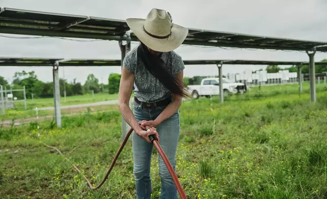 Anna Clare Monlezun, a rangeland scientist, connects a hose while working near solar panels Tuesday, April 28, 2026, at a solar farm in Christiana, Tenn. (AP Photo/Joshua A. Bickel)