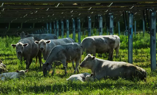 Cattle rest under solar panels Tuesday, April 28, 2026, at a farm in Christiana, Tenn. (AP Photo/Joshua A. Bickel)