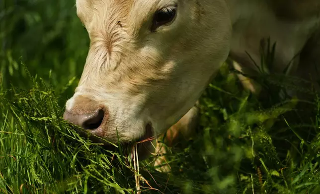 A cow grazes near solar panels Tuesday, April 28, 2026, at a farm in Christiana, Tenn. (AP Photo/Joshua A. Bickel)