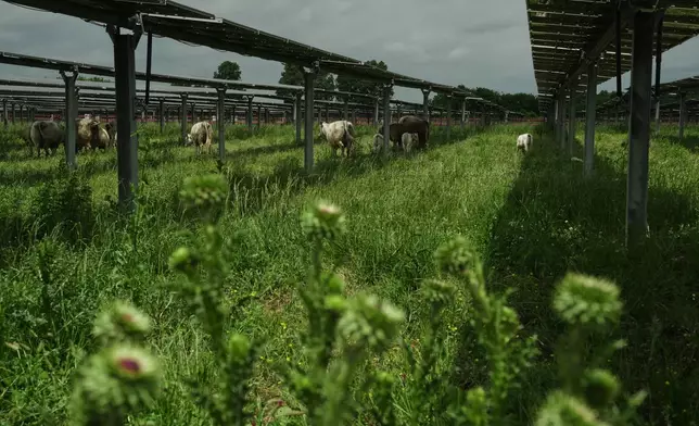 Cattle graze under solar panels Tuesday, April 28, 2026, at a farm in Christiana, Tenn. (AP Photo/Joshua A. Bickel)