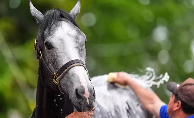 Kentucky Derby alternate Great White gets a bath after a workout at Churchill Downs Tuesday, April 28, 2026, in Louisville, Ky. (AP Photo/Charlie Riedel)