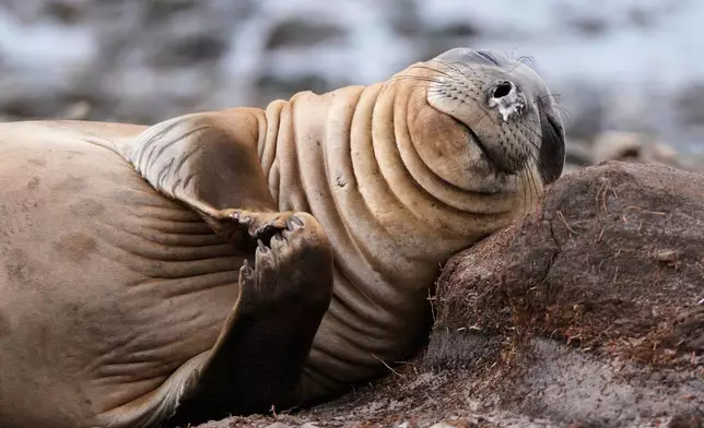 An elephant seal lays on the shore at Kelp Point on the Falkland Falkland Islands, also known as Islas Malvinas, Tuesday, March 17, 2026. (AP Photo/Ricardo Mazalan)