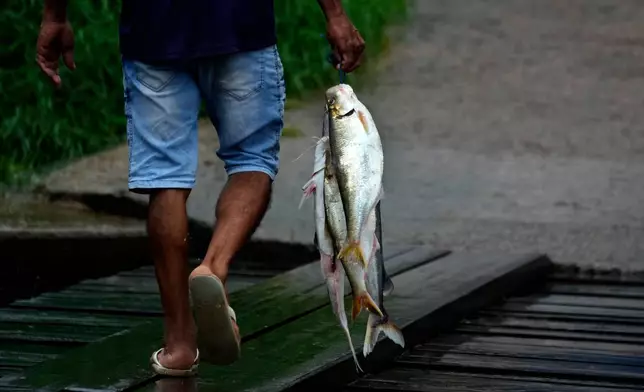 A man carries fish bought directly from fishers in a port along the Oiapoque River in Oiapoque, Amapa state, Brazil, Tuesday, March 10, 2026. (AP Photo/Eraldo Peres)