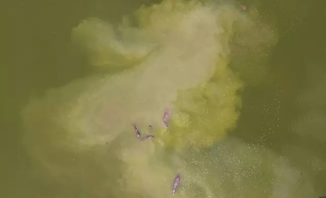 Hippos wallow at a lagoon at the Hacienda Napoles Park, once the private estate of the late drug kingpin Pablo Escobar, in Puerto Triunfo, Colombia, Wednesday, April 22, 2026. (AP Photo/Fernando Vergara)