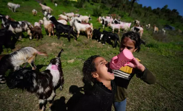 FILE - A nomadic girl gives water to her sister as they pause with their cattle on the outskirts of Jammu along the Jammu–Srinagar highway in Jammu, India, Monday, April 13, 2026, as they continue their seasonal migration between mountain pastures and the plains. (AP Photo/Channi Anand, File)