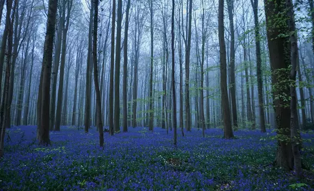 FILE - Bluebells, also known as wild hyacinth, bloom in Hallerbos Forest, near Helle, south of Brussels, Belgium Tuesday, April 14, 2026. (AP Photo/Virginia Mayo, File)