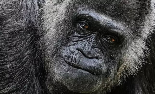 FILE - Fatou, the oldest of Berlin's zoo and also believed to be the world's oldest gorilla, arrives at its enclosure to celebrate her 69th birthday in Berlin, Germany, Monday, April 13, 2026. (AP Photo/Markus Schreiber, File)