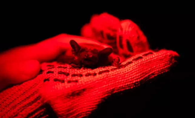 A rescued bat sits on a hand during a ceremony of returning bats to the wild in Kyiv, Ukraine, Saturday, April 4, 2026. (AP Photo/Dan Bashakov)