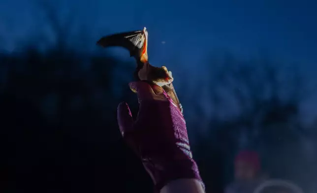 A woman helps a rescued bat take off during a ceremony of returning bats to the wild in Kyiv, Ukraine, Saturday, April 4, 2026. (AP Photo/Dan Bashakov)