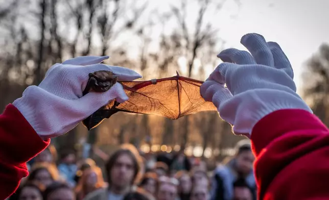 A volunteer of the Ukrainian bat rehabilitation center shows the wing of a rescued bat to people before returning bats to the wild in Kyiv, Ukraine, Saturday, April 4, 2026. (AP Photo/Dan Bashakov)