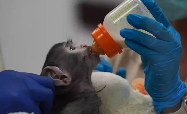 A baby monkey named Yuji drinks milk while receiving care at a special care center at the zoo in Guadalajara, Mexico, Wednesday, April 15, 2026. (AP Photo/Refugio Ruiz)