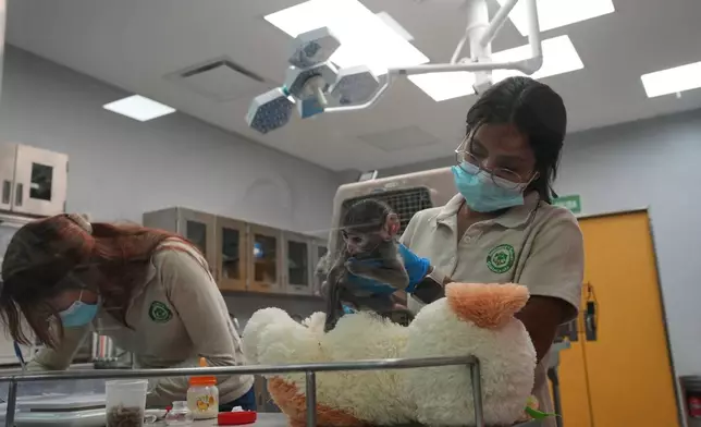 Veterinarians take care of a baby monkey named Yuji at a special care center at the zoo in Guadalajara, Mexico, Wednesday, April 15, 2026. (AP Photo/Refugio Ruiz)