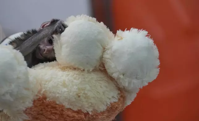 A baby monkey named Yuji plays with with a stuffed dog that serves as a surrogate, while he receives care at a special care center at the zoo in Guadalajara, Mexico, Wednesday, April 15, 2026. (AP Photo/Refugio Ruiz)