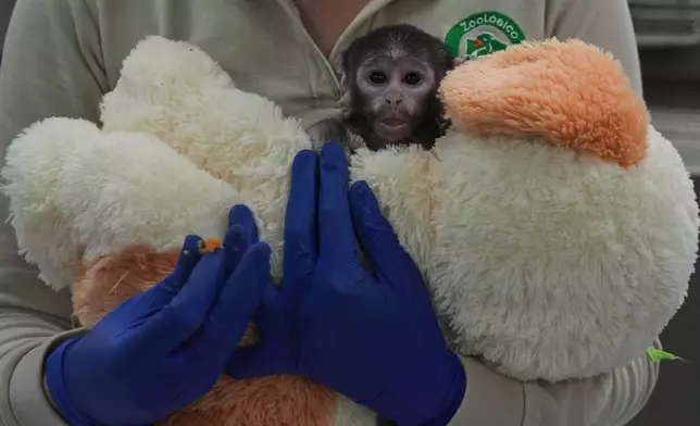 A veterinarian holds a baby monkey named Yuji, who lives with a stuffed dog that serves as a surrogate, while he receives care at a special care center at the zoo in Guadalajara, Mexico, Wednesday, April 15, 2026. (AP Photo/Refugio Ruiz)