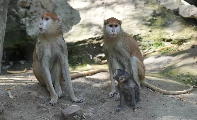 Members of the pack of a baby monkey named Yuji sit in an exhibition cage at the zoo in Guadalajara, Mexico, Wednesday, April 15, 2026. (AP Photo/Refugio Ruiz)