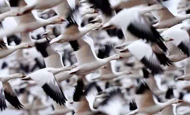FILE- Snow geese take off to resume their northern migration after a stopover at the Middle Creek Wildlife Management Area, March 6, 2026, in Kleinfeltersville, Pa. (AP Photo/Robert F. Bukaty, File)