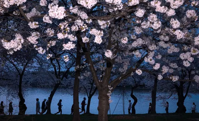 FILE - People walk among the cherry blossom trees along the tidal basin on the National Mall, March 26, 2026, in Washington. (AP Photo/Tom Brenner, File)