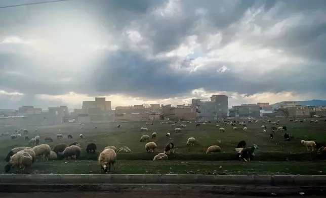 A herd of sheep grazes in a field beside Road 11 near the border with Turkey, on the outskirts of Khoy, Iran, Thursday, April 9, 2026. (AP Photo/Francisco Seco)