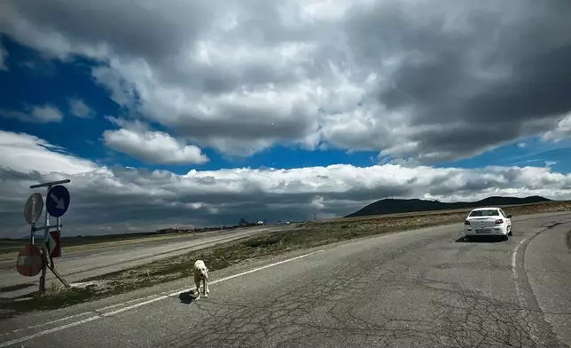 A stray dog walks along the tarmac on Road 24 near Baba Kandi village, Iran, Thursday, April 9, 2026. (AP Photo/Francisco Seco)
