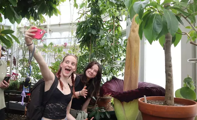 Students take a selfie with the blooming corpse flower known as "Pangy" at the Talcott Greenhouse on the campus of Mount Holyoke College in South Hadley, Mass., Tuesday, April 14, 2026. (AP Photo/Leah Willingham)