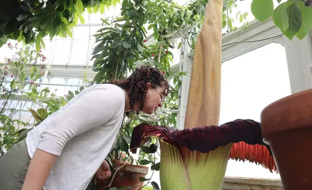 Caroline Murray, a senior at Mount Holyoke College, leans in to smell the blooming corpse flower known as "Pangy" at the Talcott Greenhouse on the campus in South Hadley, Mass., Tuesday, April 14, 2026. (AP Photo/Leah Willingham)