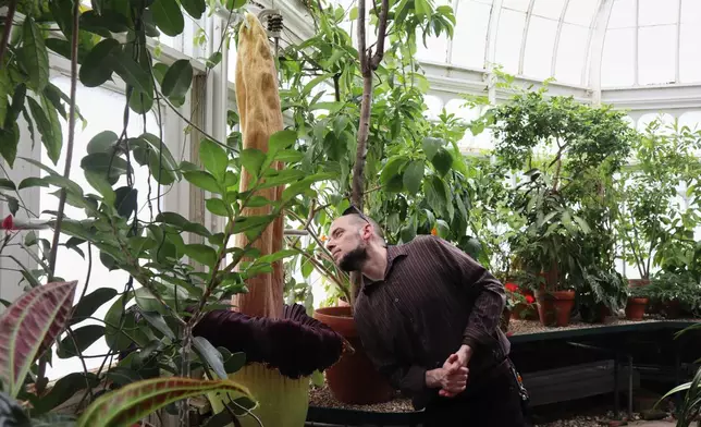 Michael Breton takes a closer look at the blooming corpse flower known as, "Pangy," at the Talcott Greenhouse on the campus in South Hadley, Mass., Tuesday, April 14, 2026. (AP Photo/Leah Willingham)