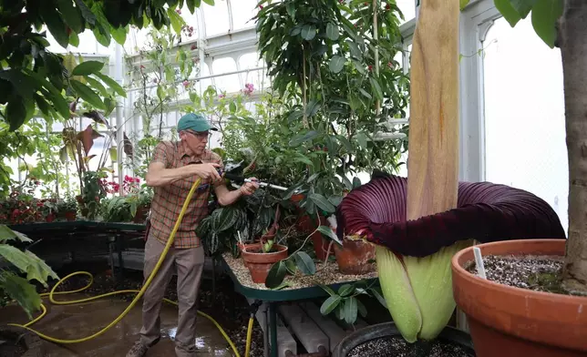 Tom Clark, greenhouse director and curator of Mount Holyoke College's botanic garden, waters plants nearby the blooming corpse flower known as "Pangy" at the Talcott Greenhouse on the campus in South Hadley, Mass., Tuesday, April 14, 2026. (AP Photo/Leah Willingham)