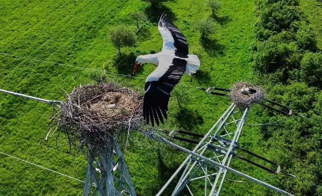 A stork flies over its nest on a power pole in fields near Frankfurt, Germany, Tuesday, April 28, 2026. (AP Photo/Michael Probst)