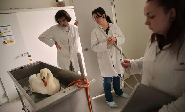 Volunteers treat a swan at the Wildlife Veterinary Hospital in Maisons-Alfort, outside Paris, April 17, 2026. (AP Photo/Christophe Ena)
