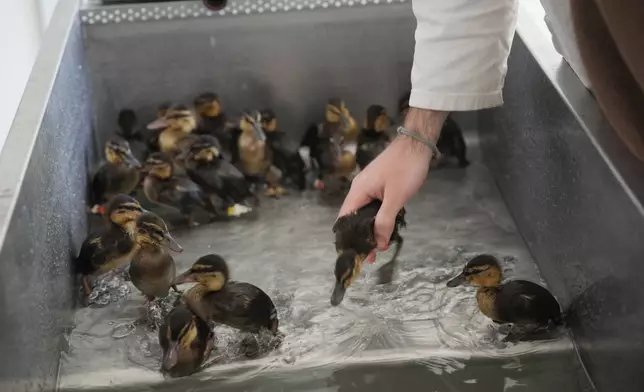 Baby ducks are bathed at the Wildlife Veterinary Hospital in Maisons-Alfort, outside Paris, April 17, 2026 . (AP Photo/Christophe Ena)