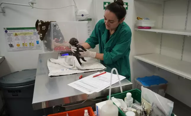 An animal caretaker treats a baby fox at the Wildlife Veterinary Hospital in Maisons-Alfort, outside Paris, April 17, 2026. (AP Photo/Christophe Ena)