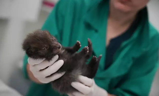 An animal caretaker treats a baby fox at the Wildlife Veterinary Hospital in Maisons-Alfort, outside Paris, April 17, 2026. (AP Photo/Christophe Ena)