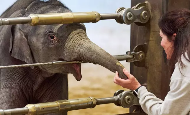 Linh Mai, a 10-week-old Asian elephant calf, touches the hand of elephant keeper Becky Shore, during the calf's public debut at the National Zoo, Wednesday April 22, 2026, in Washington. (AP Photo/Jacquelyn Martin)