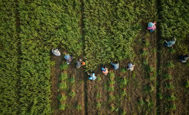 Field workers harvest garlic from a farm on the banks of the Kok River in Tha Ton, Thailand, on Feb. 21. (AP Photo/Anton L. Delgado)