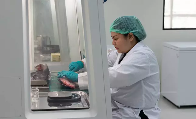 Researcher Warakorn Maneechuket dissects a fish at a Naresuan University laboratory in Phitsanulok, Thailand, on Feb. 19, 2026. (AP Photo/Anton L. Delgado)