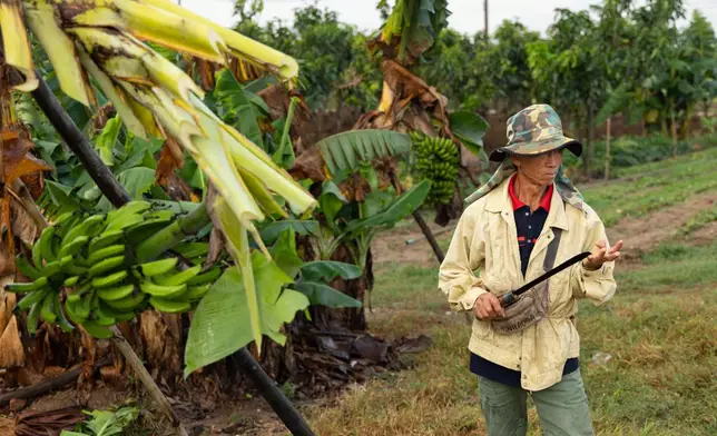 Farmer Lah Boonruang takes a break from harvesting banana bushels on a farm in Tha Ton, Thailand, on Feb. 20, 2026. (AP Photo/Anton L. Delgado)