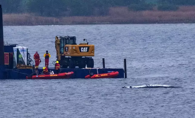 A work pontoon with a special excavator and smaller escort boats are in use near the stranded humpback whale off the island of Poel, near Wismar, Germany, Sunday, April 19, 2026. (Stefan Sauer/dpa via AP)