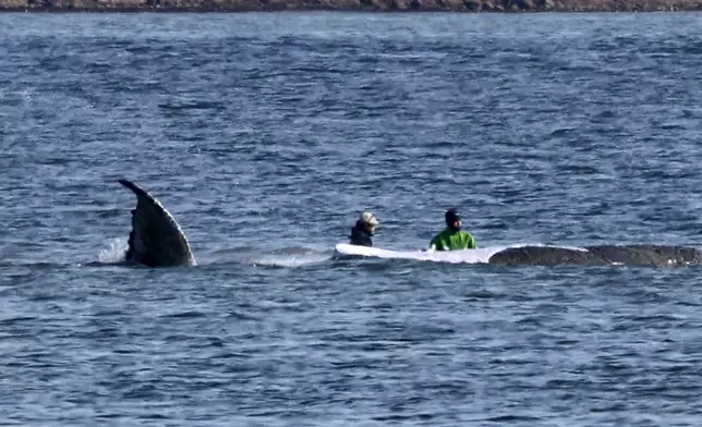 Two helpers approach the humpback whale off the island of Poel, Germany, Friday, April 17, 2026. (Bernd Wüstneck/dpa via AP)