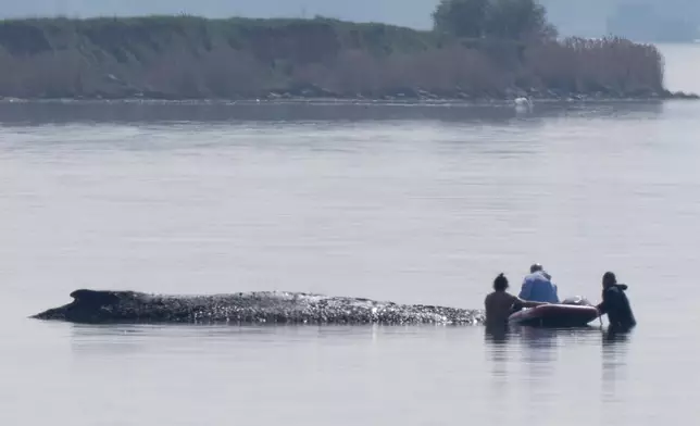 Helpers approach a humpback whale that is stuck off near the island of Poel, Weitendorf-Hof, Germany, Thursday, April 16, 2026. (Philip Dulian/dpa via AP)