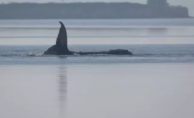 The humpback whale, nicknamed Timmy, remains trapped near the island of Poel, Germany, Friday, April 17, 2026. (Jens Büttner/dpa via AP)