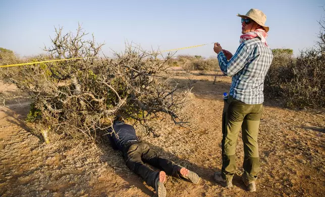 Stephen Johnson and Sam Osborn, bottom, measure a Commiphora myrrha tree during what is called ecological transects, measuring a quadrant, counting the number of trees, measuring their trunk, crowns, as well as health on Wednesday Jan. 7, 2026, in Dharaaye, Ethiopia. (AP Photo/Julianne Gauron)