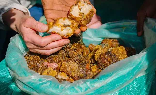 Members of a research team hold pieces of naturally exudated resin from myrrh, locally called suhul, which is extremely high quality and fragrant, Thursday Jan. 8, 2026, in Afcadde, Ethiopia. (AP Photo/Julianne Gauron)