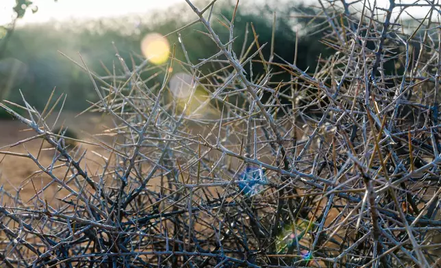 Sun shines on Commiphora myrrha trees with large thorns to protect itself against grazing livestock and wildlife Saturday Jan. 10, 2026, in Sanqotor, Ethiopia. (AP Photo/Julianne Gauron)