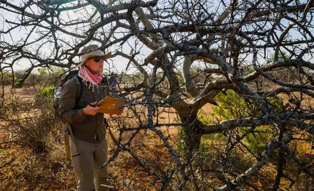 Stephen Johnson gathers data on a large, healthy Commiphora myrrha tree, the source of myrrh, Saturday Jan. 10, 2026, in Sanqotor, Ethiopia. (AP Photo/Julianne Gauron)